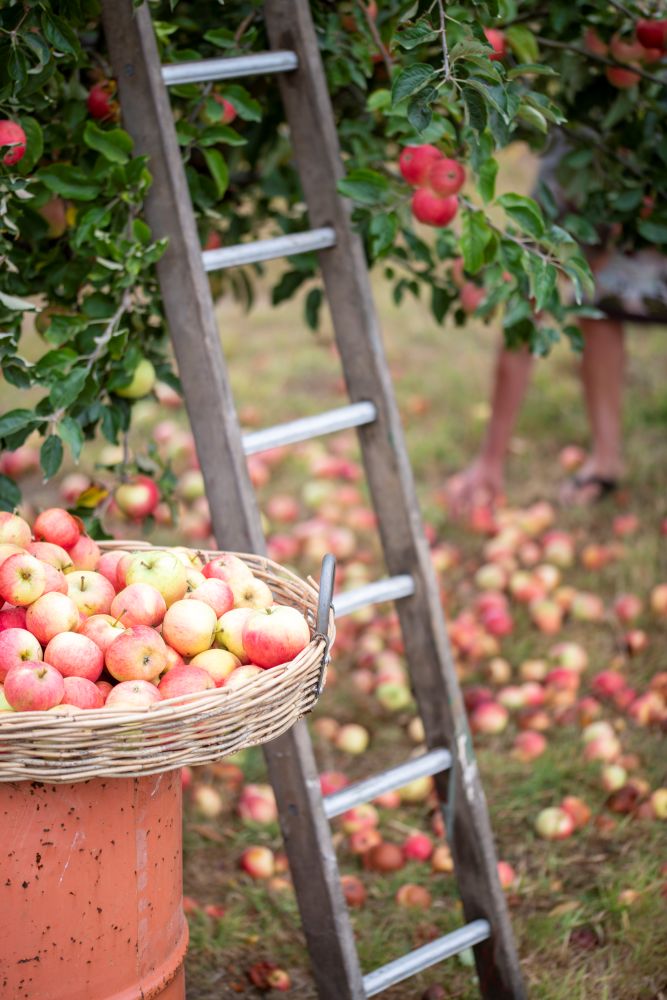 Harvest Basket
