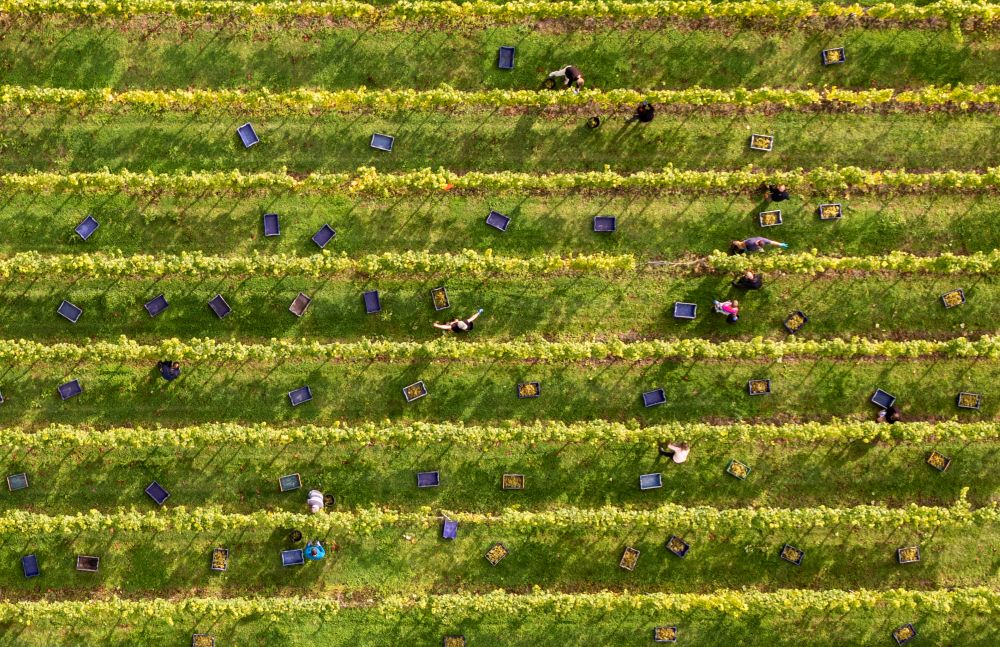 Family in Vineyard
